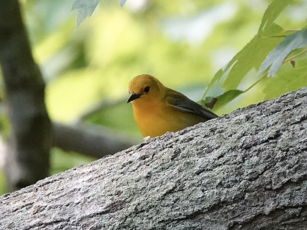 Prothonotary Warbler - ML618859116