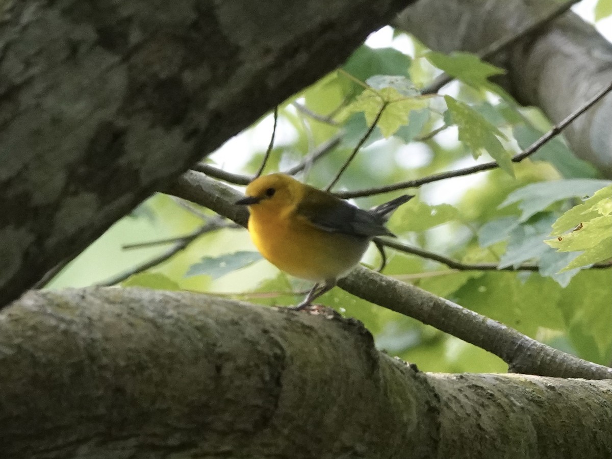 Prothonotary Warbler - ML618859118