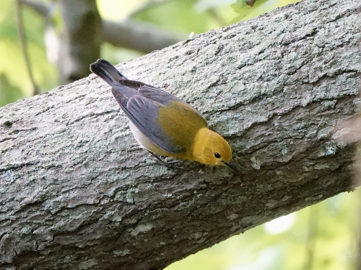 Prothonotary Warbler - Matthew Auchter