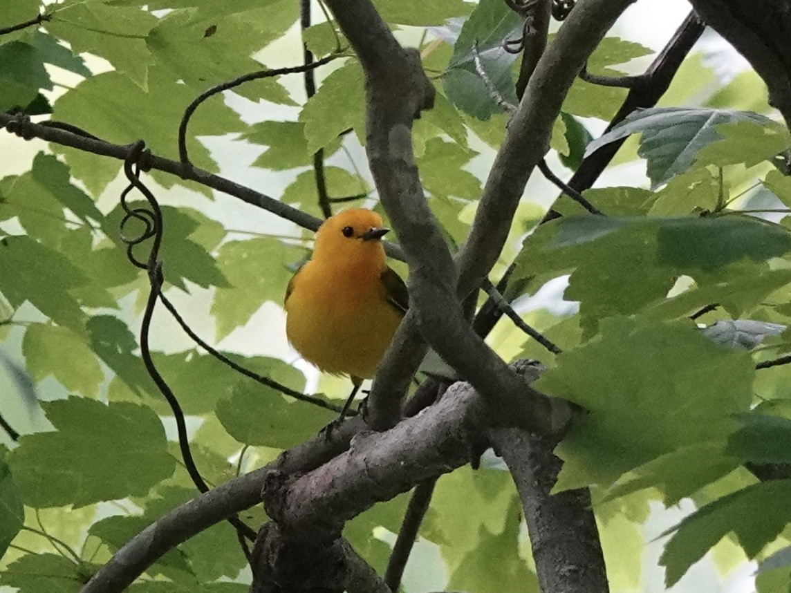 Prothonotary Warbler - ML618859121