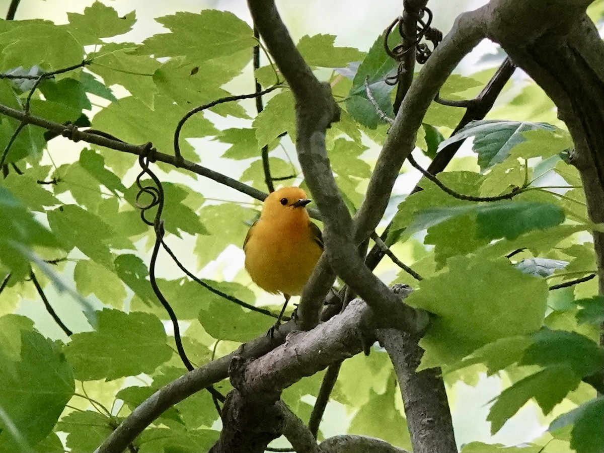 Prothonotary Warbler - ML618859122