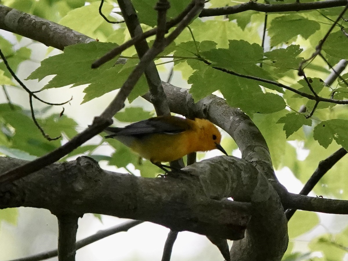 Prothonotary Warbler - ML618859124