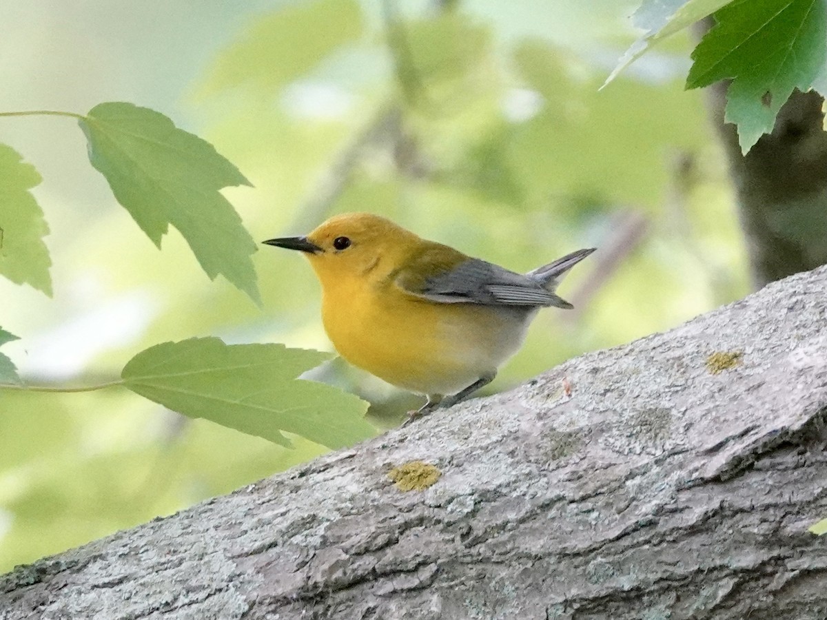 Prothonotary Warbler - ML618859125