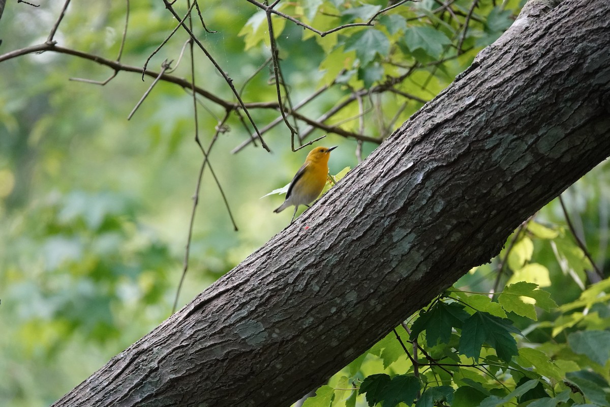Prothonotary Warbler - ML618859129