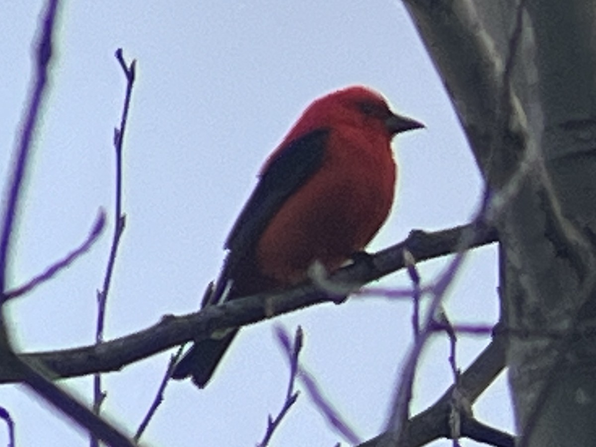 Scarlet Tanager - ML618859133