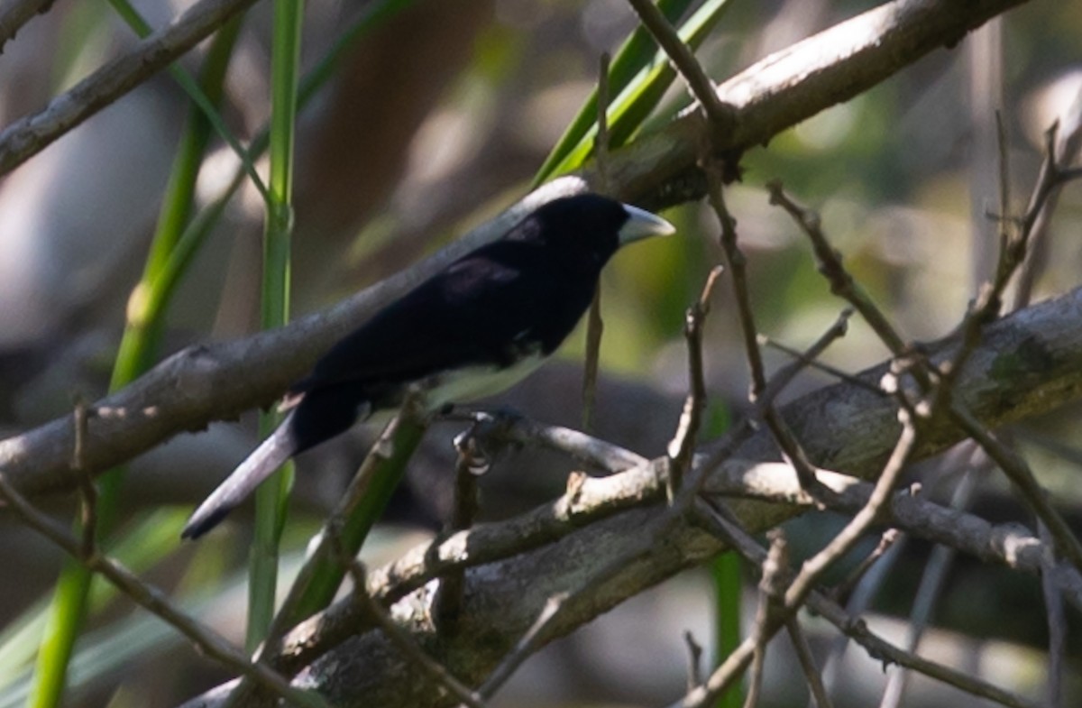 Cone-billed Tanager - ML618859142
