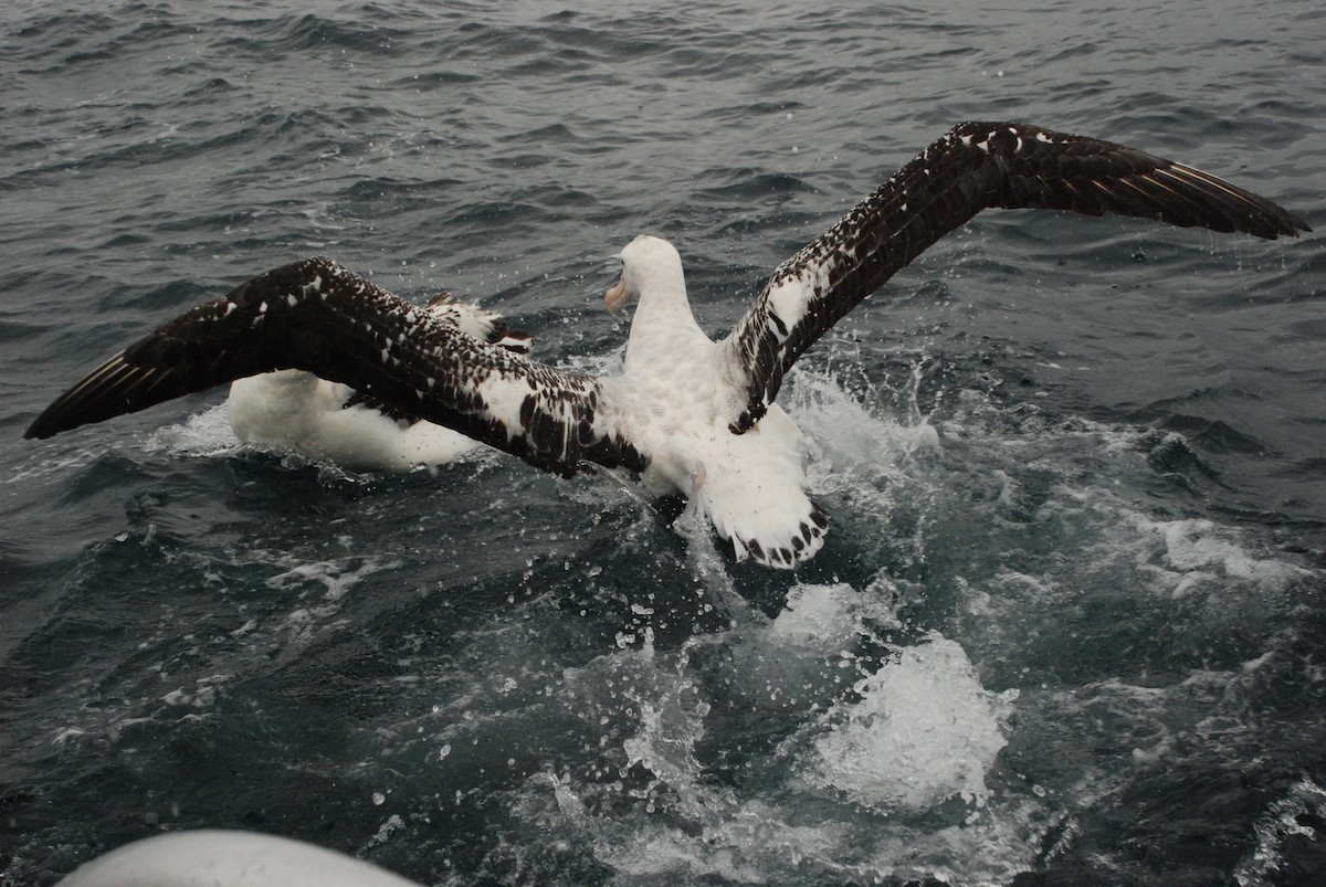 Albatros des Antipodes (gibsoni) - ML618859163