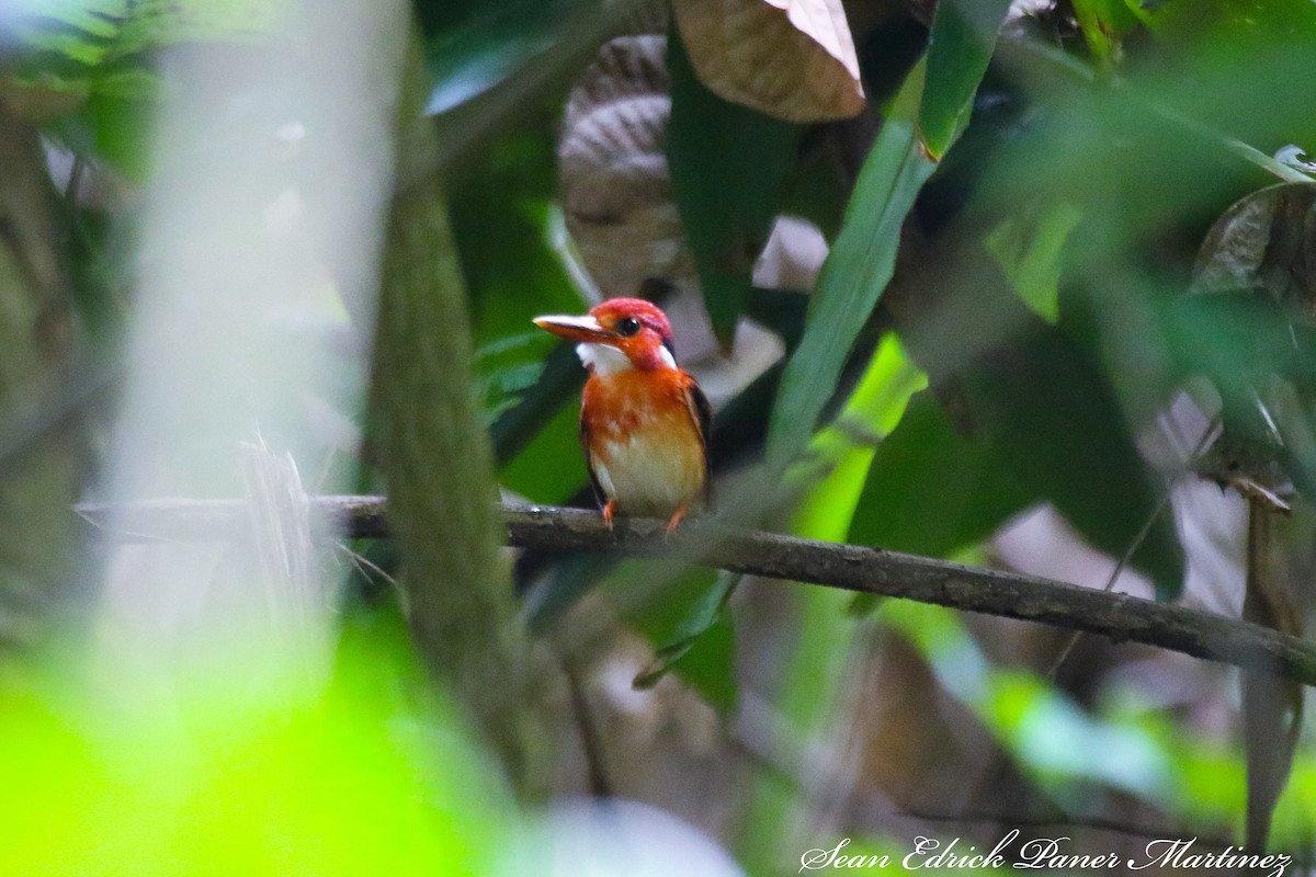Philippine Dwarf-Kingfisher (Mindanao) - Sean Martinez