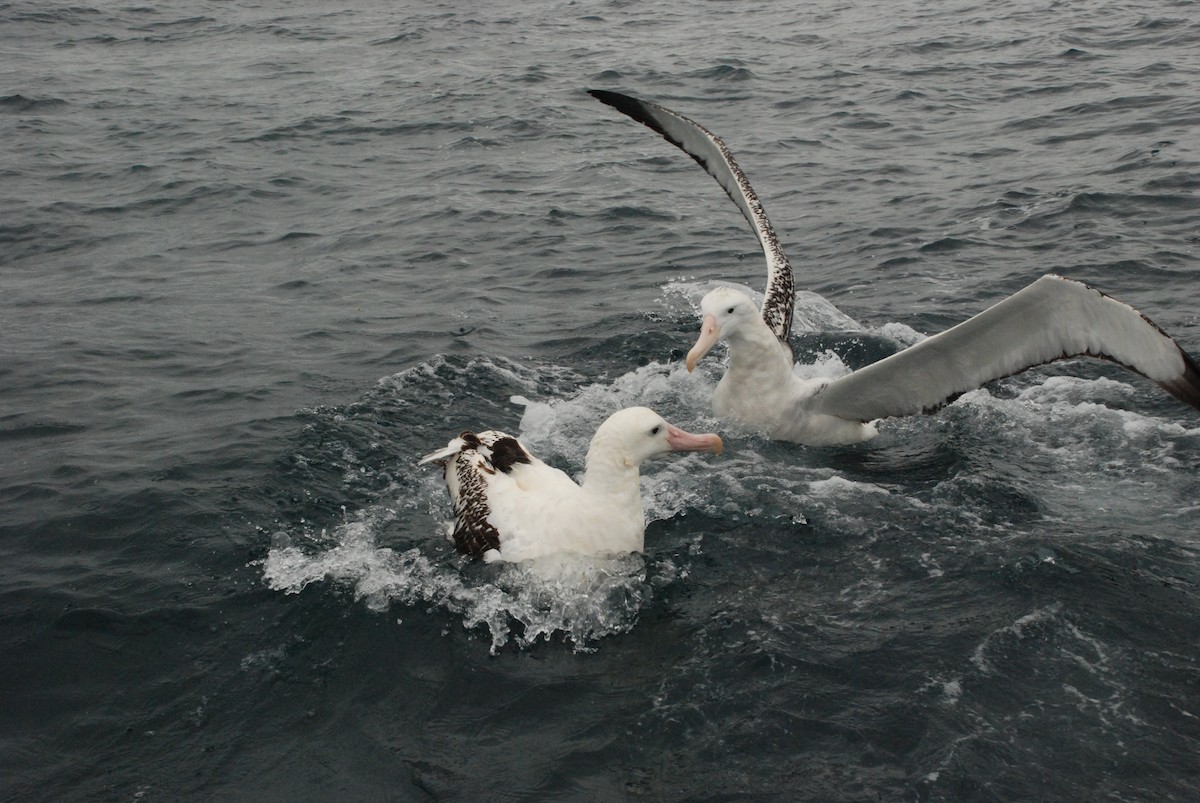 Albatros de las Antípodas (gibsoni) - ML618859225
