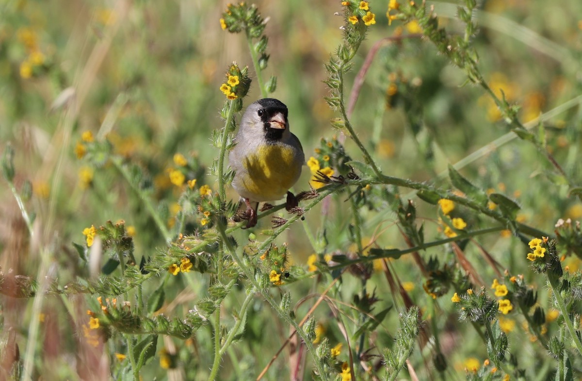 Lawrence's Goldfinch - ML618859239