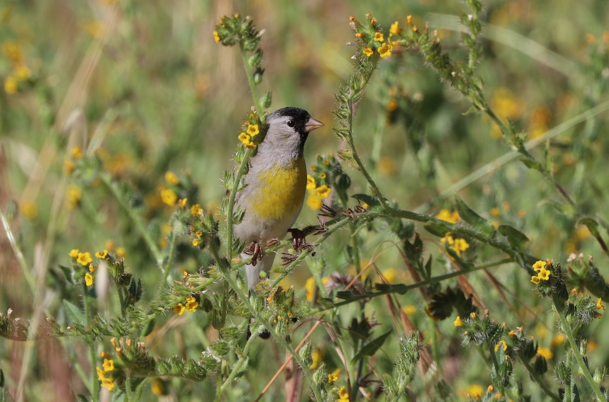 Lawrence's Goldfinch - ML618859240