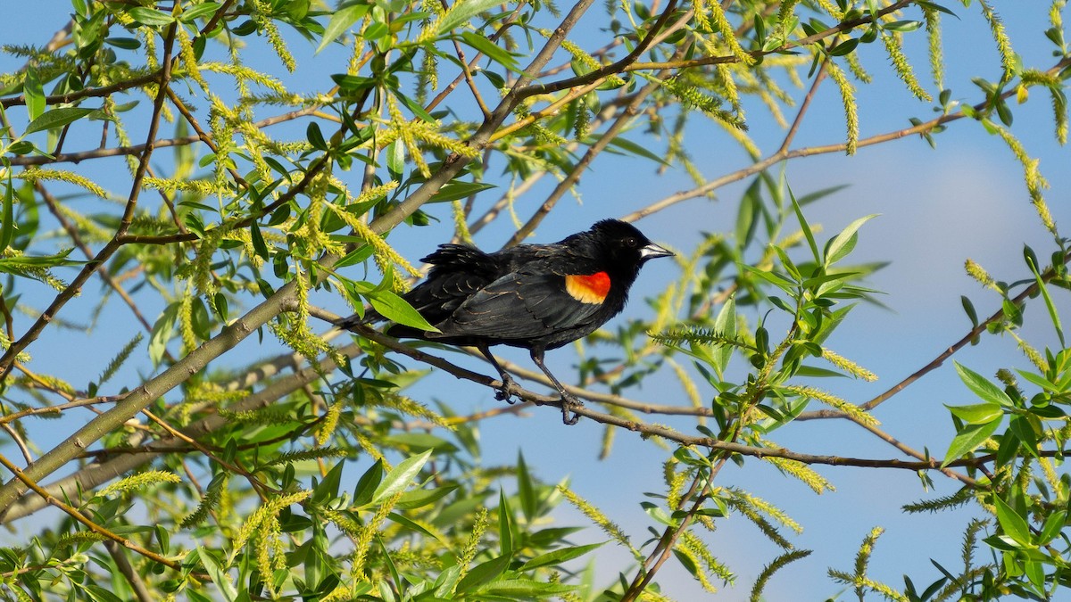 Red-winged Blackbird - Sarah Dixon
