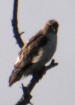 Red-tailed Hawk (borealis) - ML618859274