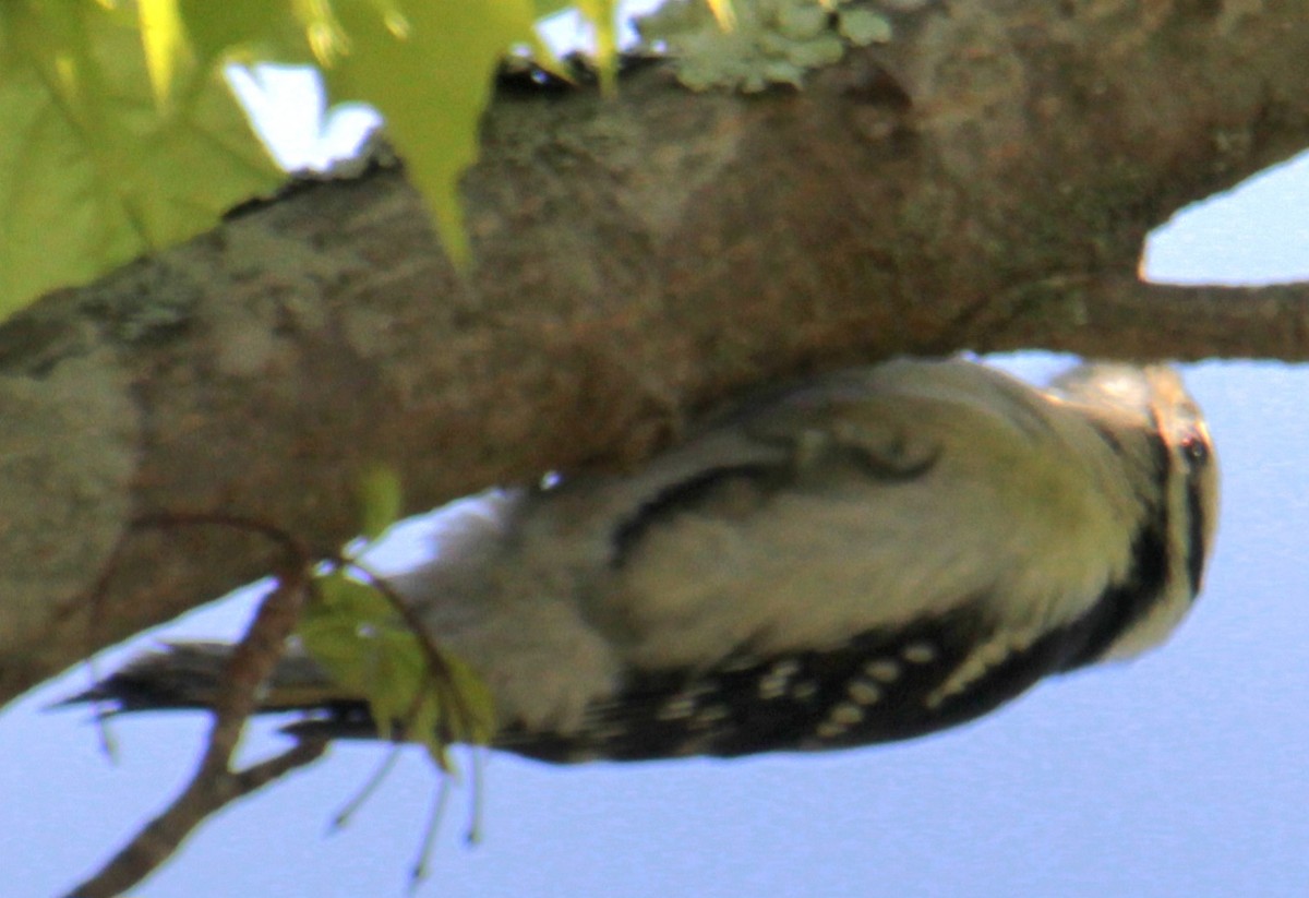 Downy Woodpecker (Eastern) - ML618859284