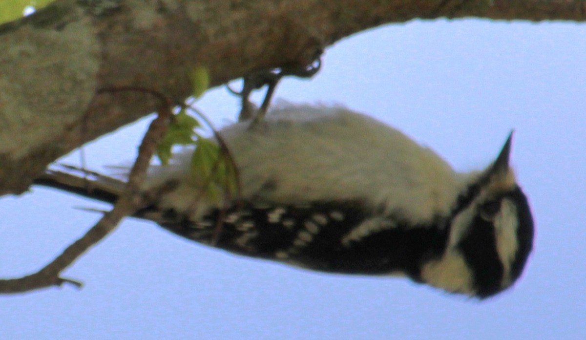 Downy Woodpecker (Eastern) - ML618859285