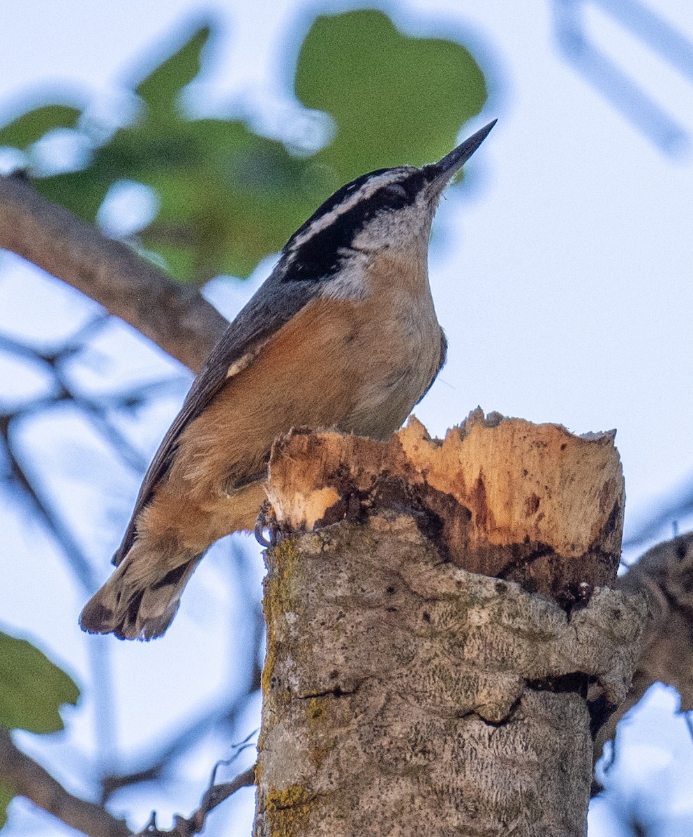 Red-breasted Nuthatch - ML618859291