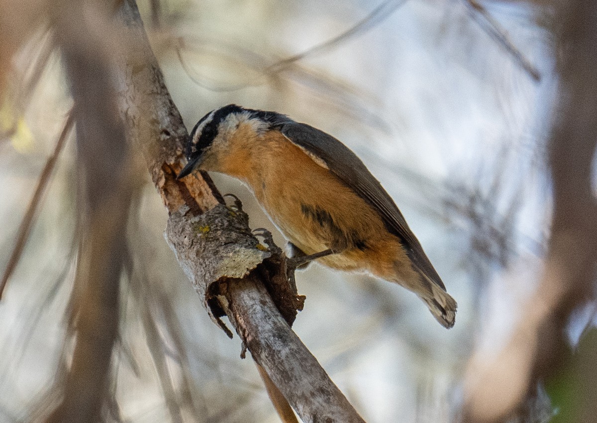 Red-breasted Nuthatch - ML618859292