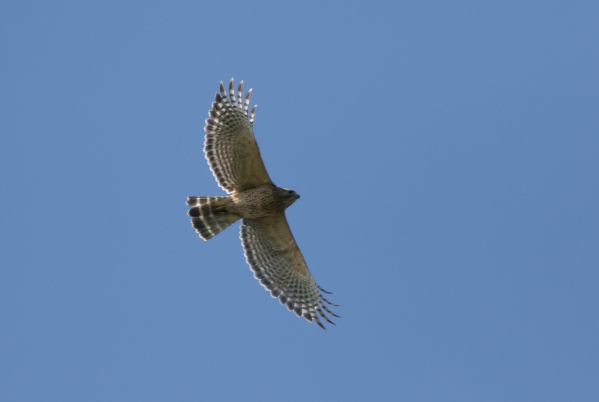 Red-shouldered Hawk - Mike Fialkovich