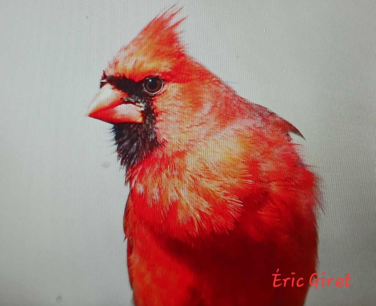 Northern Cardinal - Éric giret