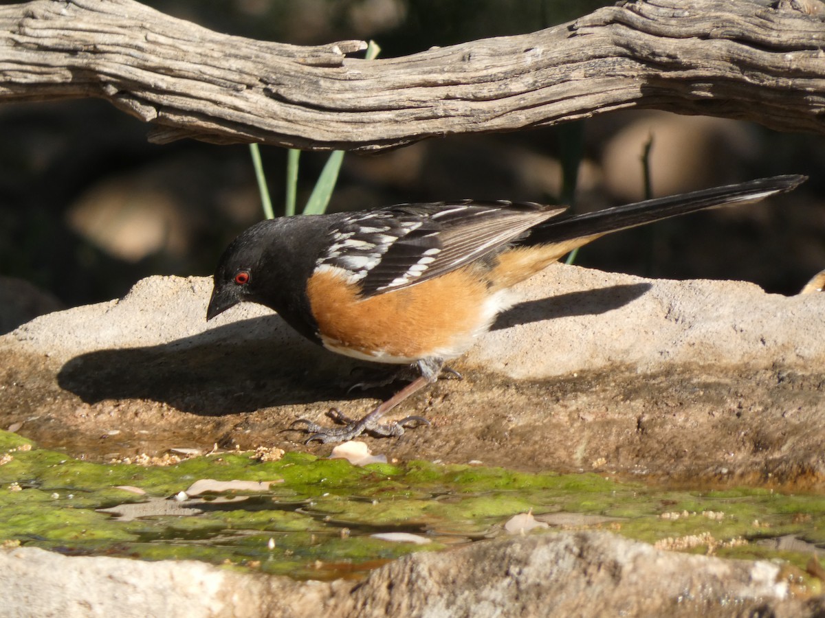 Spotted Towhee - Steven C and Emily B