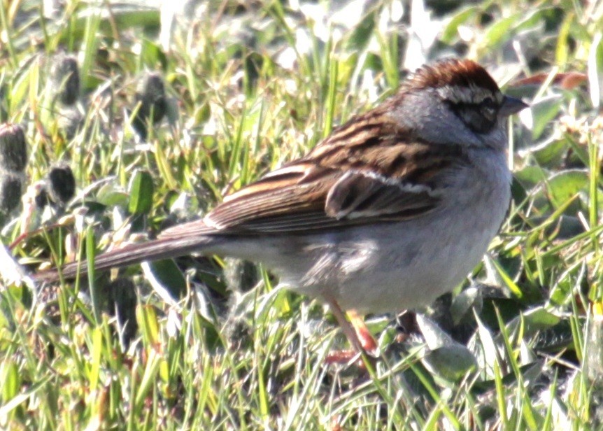 Chipping Sparrow - Samuel Harris
