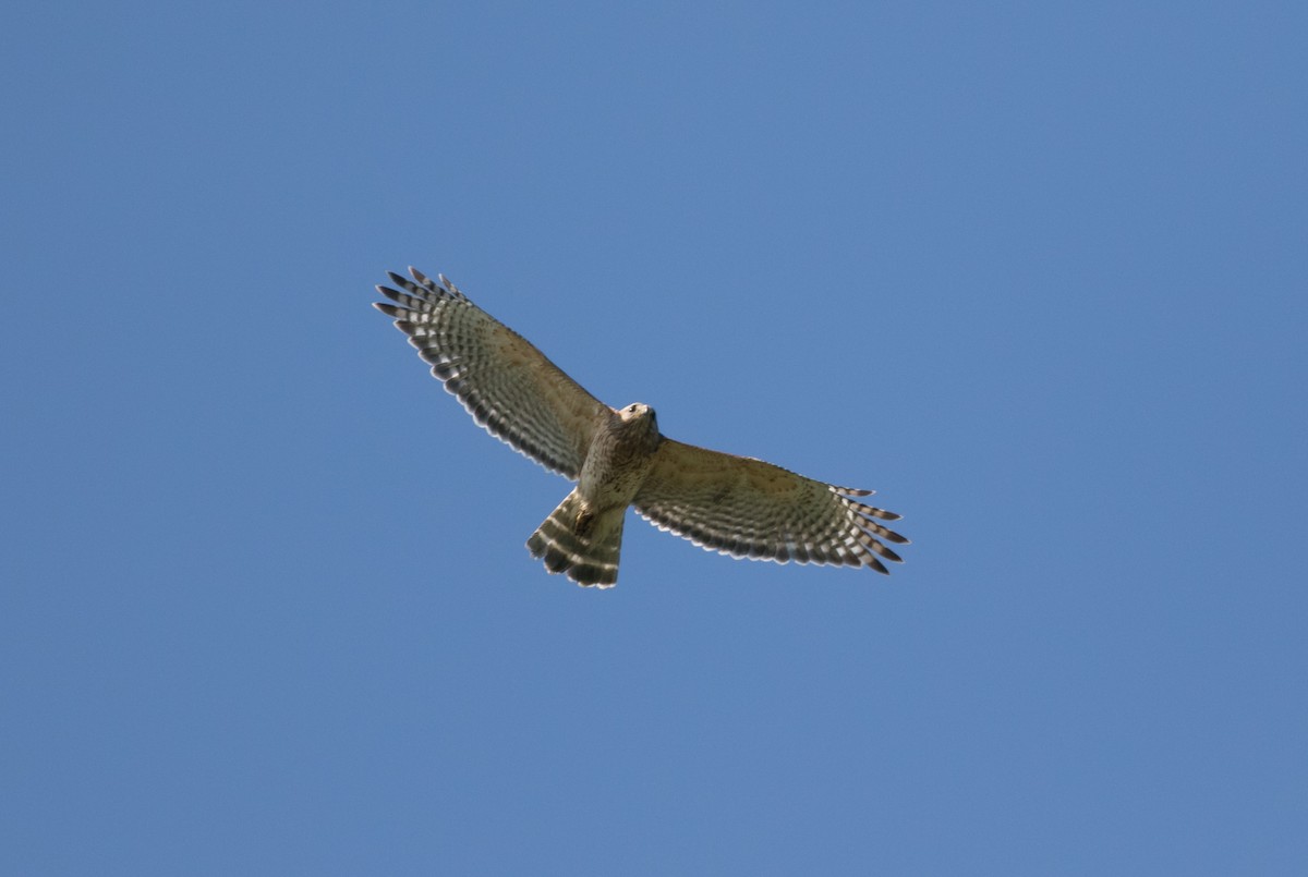 Red-shouldered Hawk - Mike Fialkovich