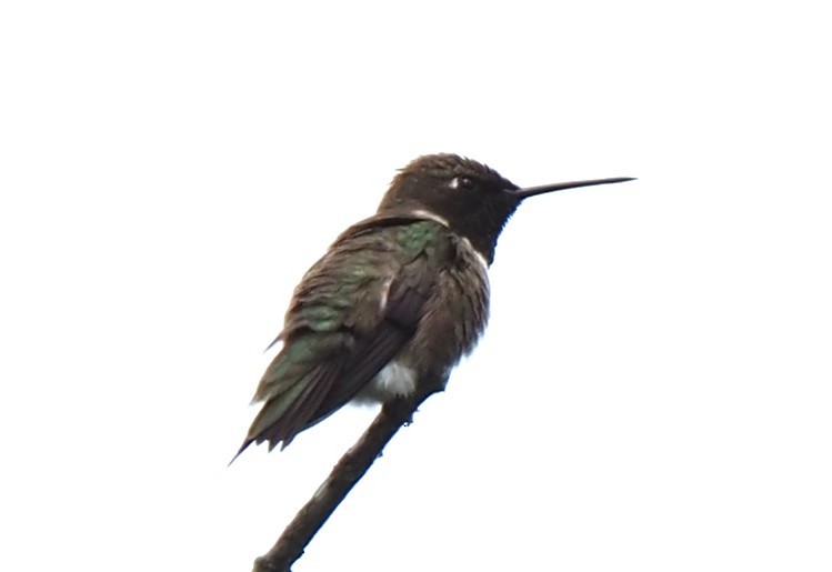 Black-chinned Hummingbird - ML618859362