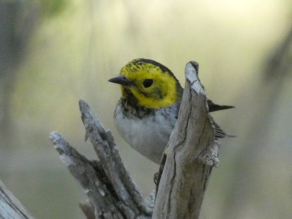 Hermit Warbler - Steven C and Emily B