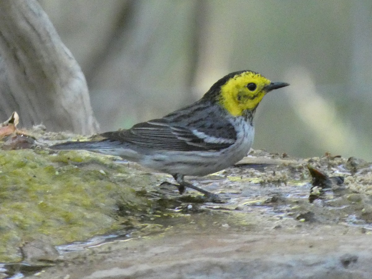 Hermit Warbler - Steven C and Emily B