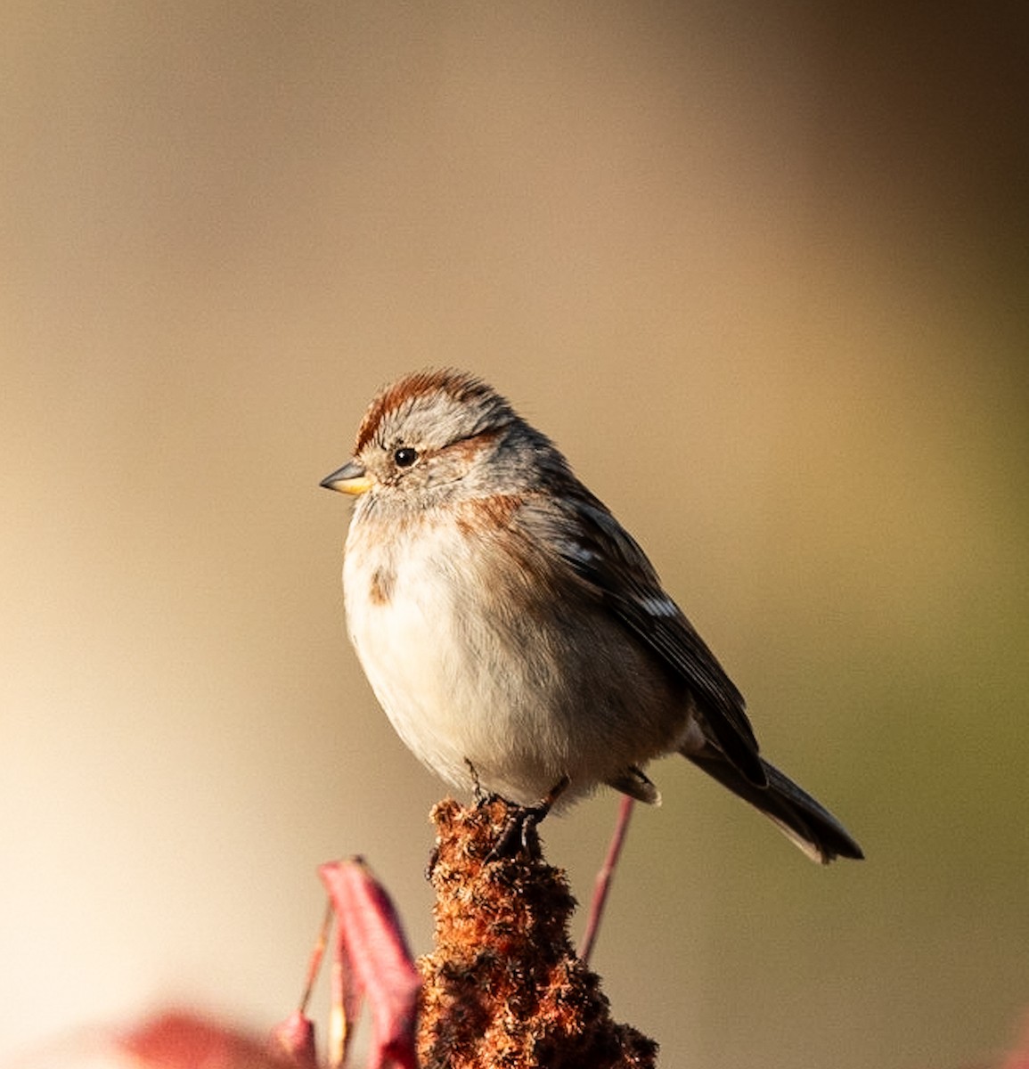 American Tree Sparrow - ML618859414
