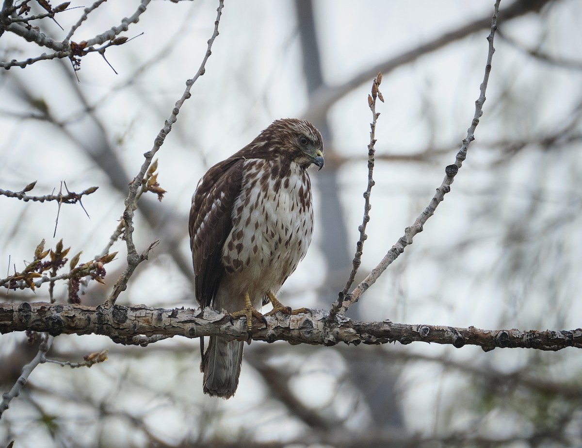Red-tailed Hawk - ML618859416