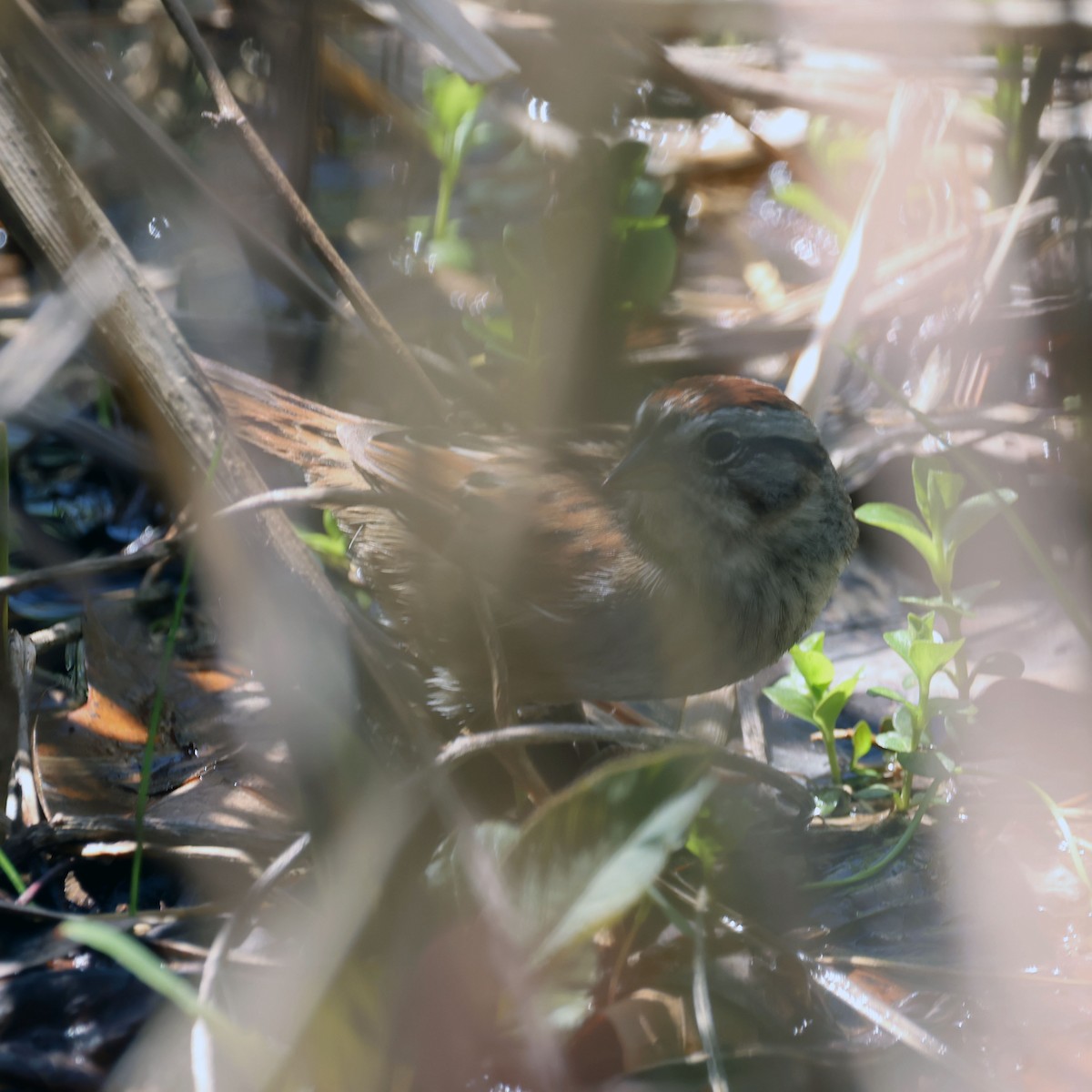 Swamp Sparrow - Michael Murray