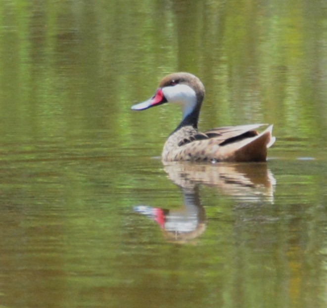 White-cheeked Pintail - Wency Rosales