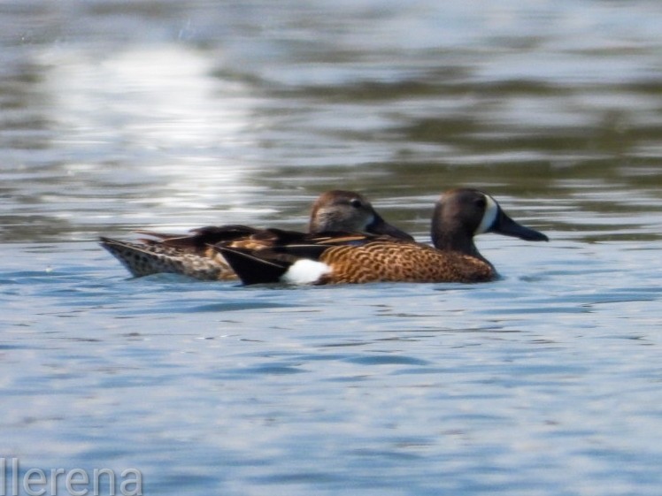 Blue-winged Teal - ML618859443