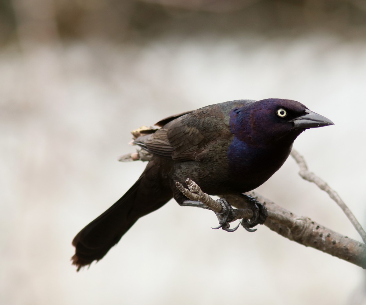 Common Grackle - Real Gauthier