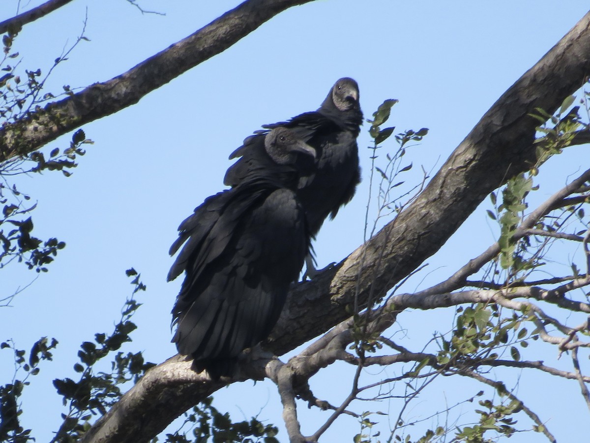 Black Vulture - Josefina Costantino