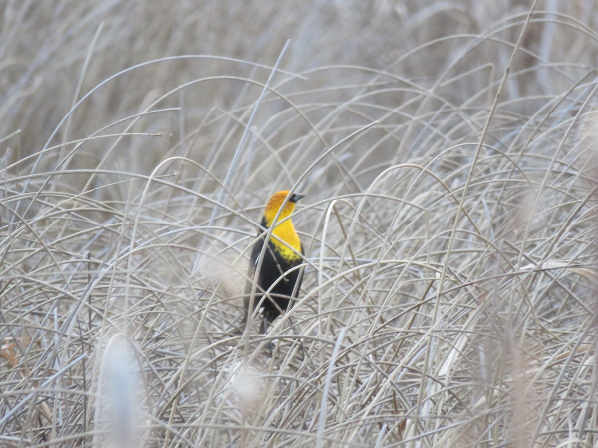 Yellow-headed Blackbird - ML618859577