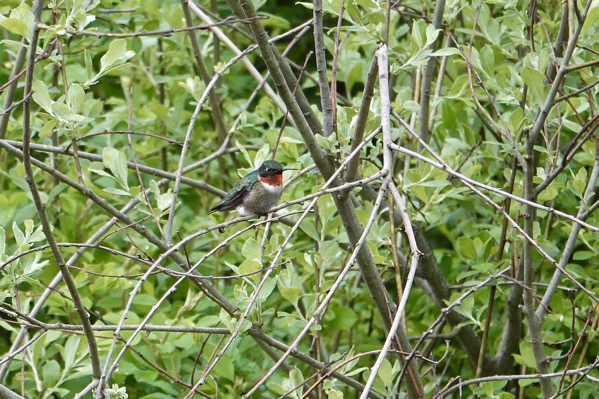 Ruby-throated Hummingbird - Charlie Roberto