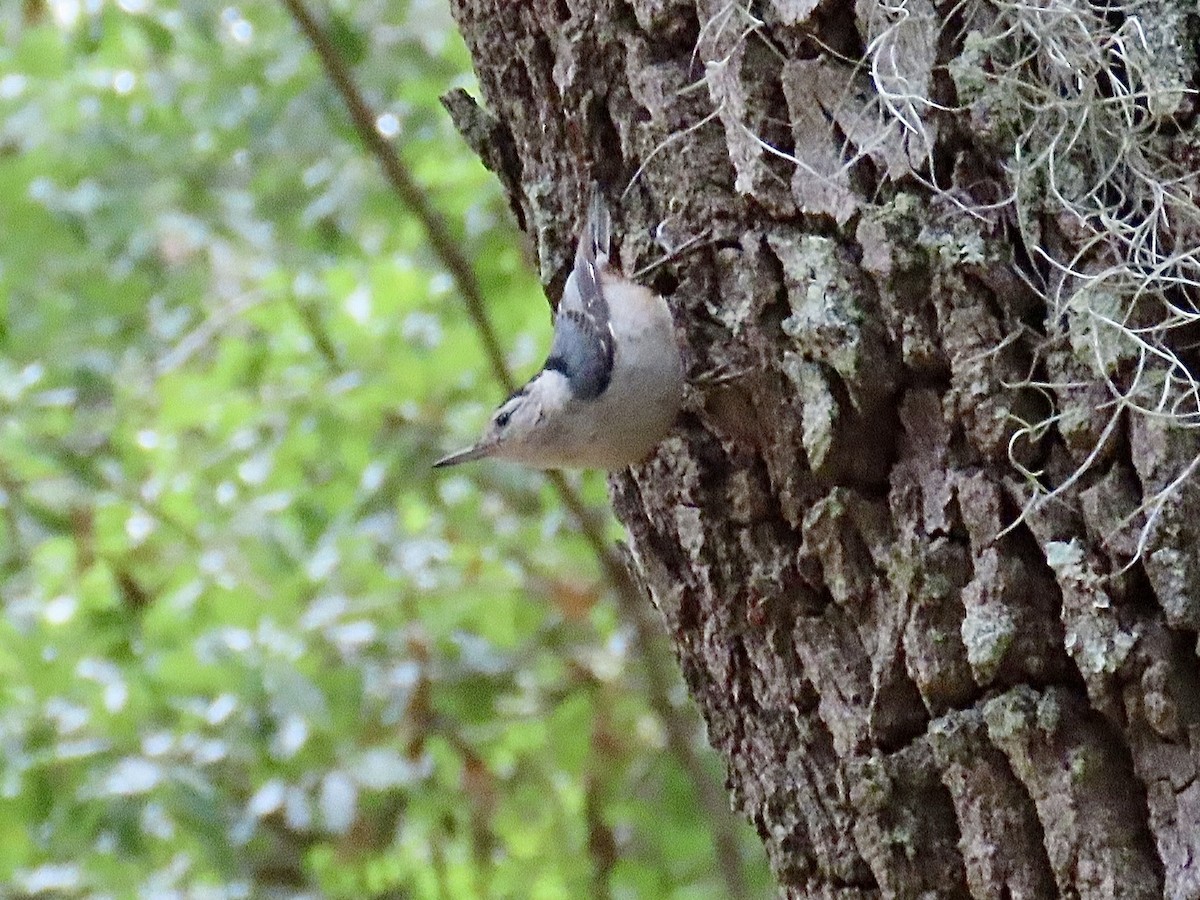 White-breasted Nuthatch - Craig Watson