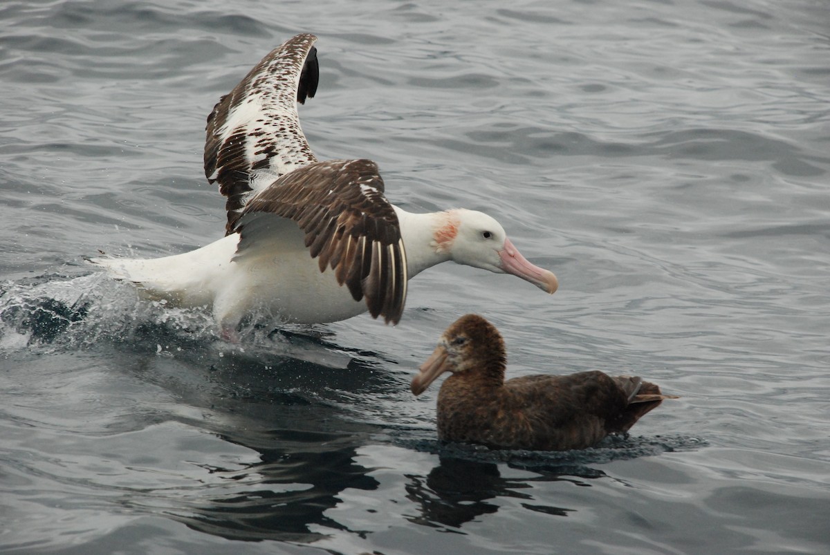Albatros de las Antípodas (gibsoni) - ML618859615