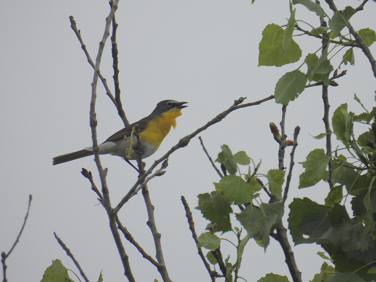 Yellow-breasted Chat - ML618859622