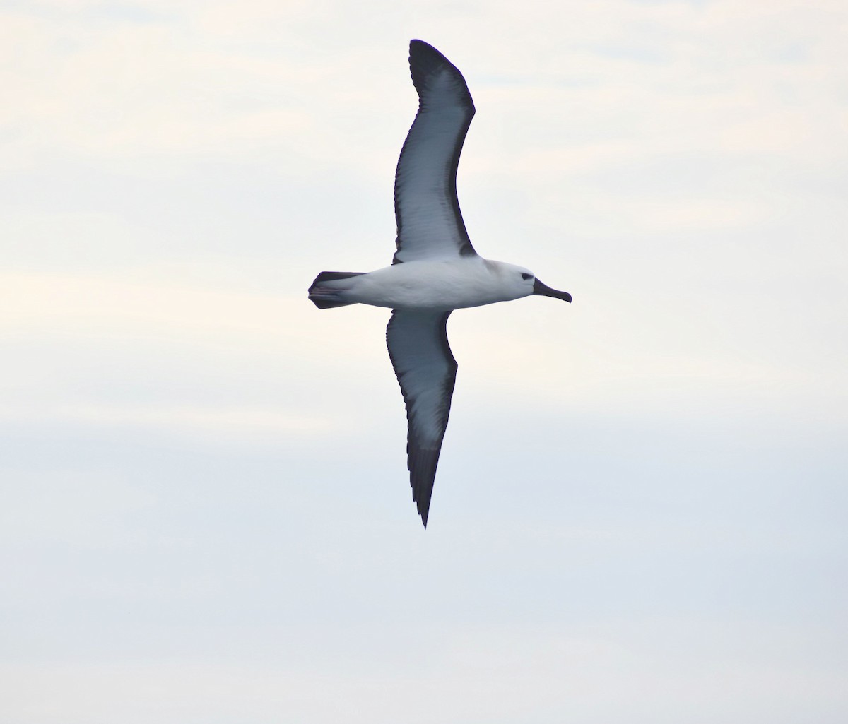 Atlantic Yellow-nosed Albatross - Rodrigo Bicudo