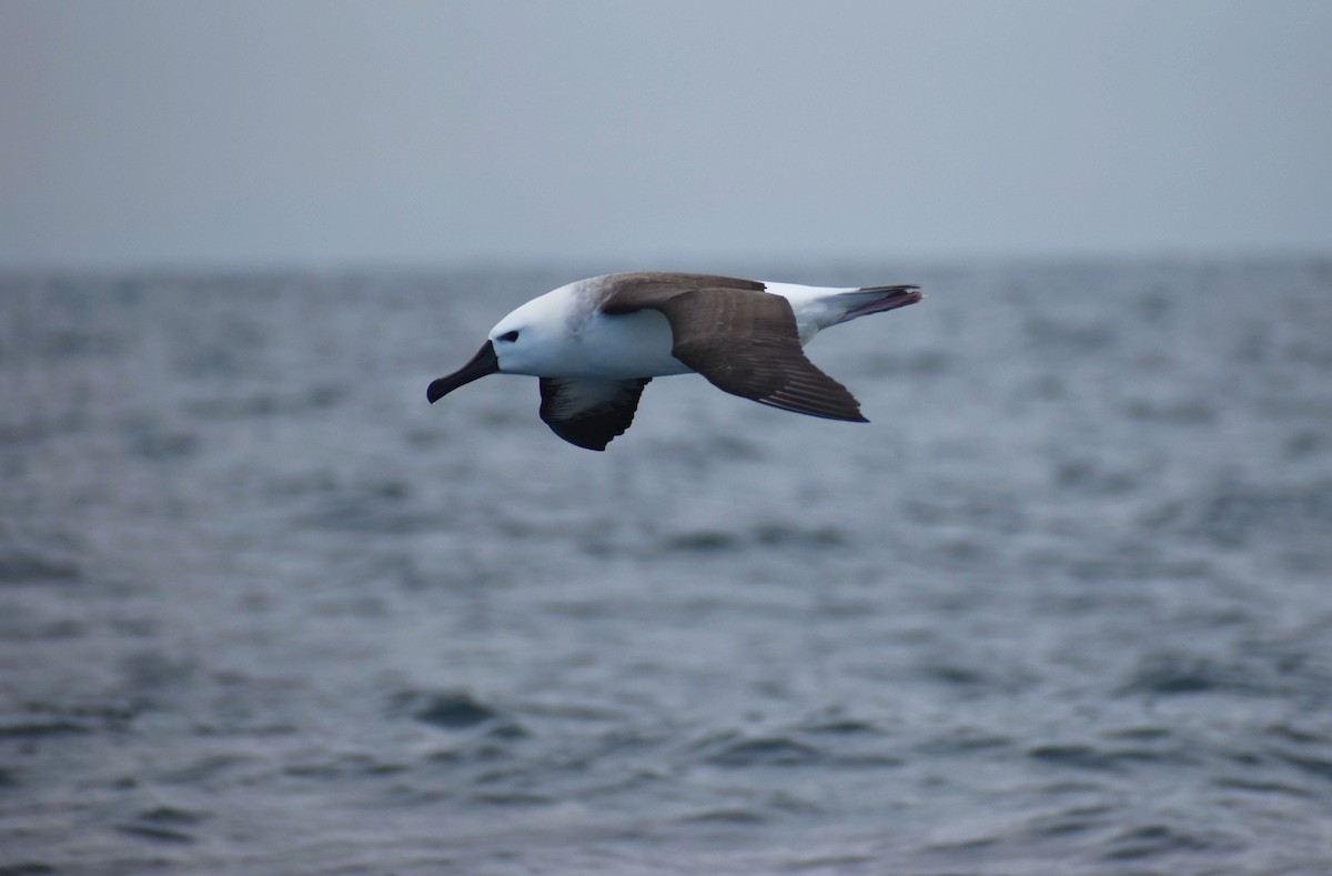 Atlantic Yellow-nosed Albatross - Rodrigo Bicudo