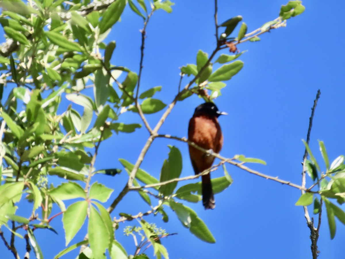 Orchard Oriole - ML618859635