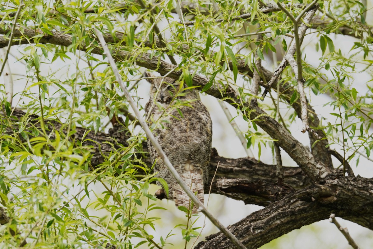 Great Horned Owl - ML618859665