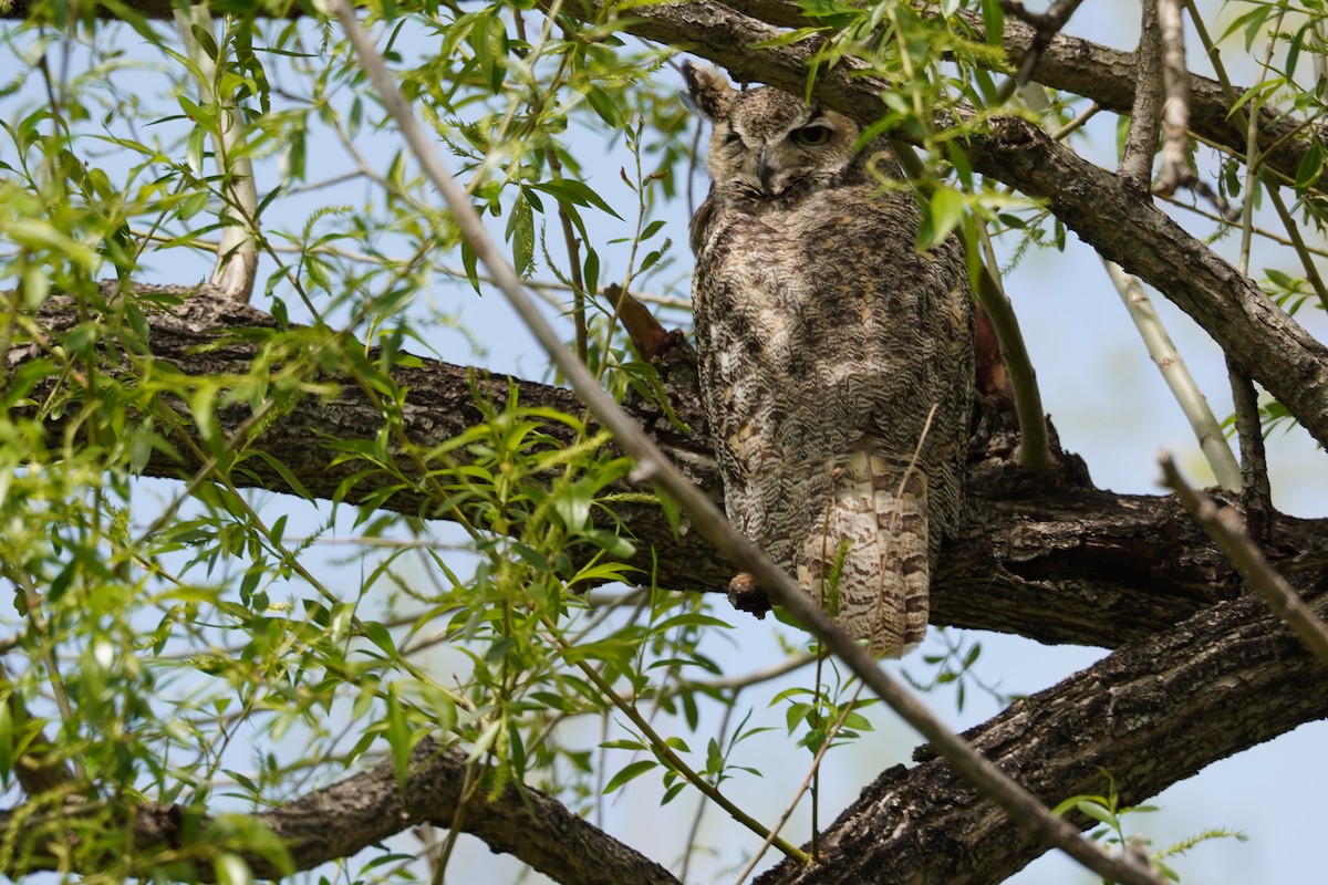 Great Horned Owl - ML618859666