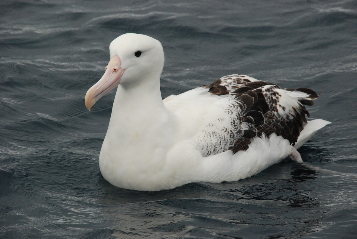 Albatros de las Antípodas (gibsoni) - ML618859680
