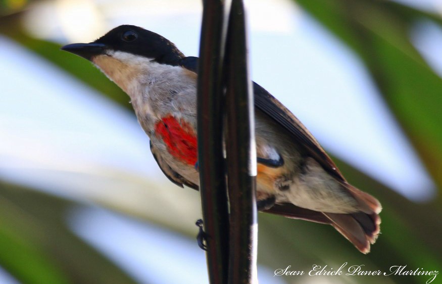 Red-keeled Flowerpecker - ML618859700