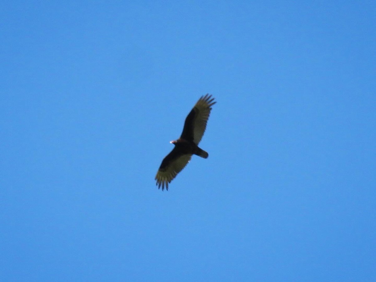 Turkey Vulture - ML618859702