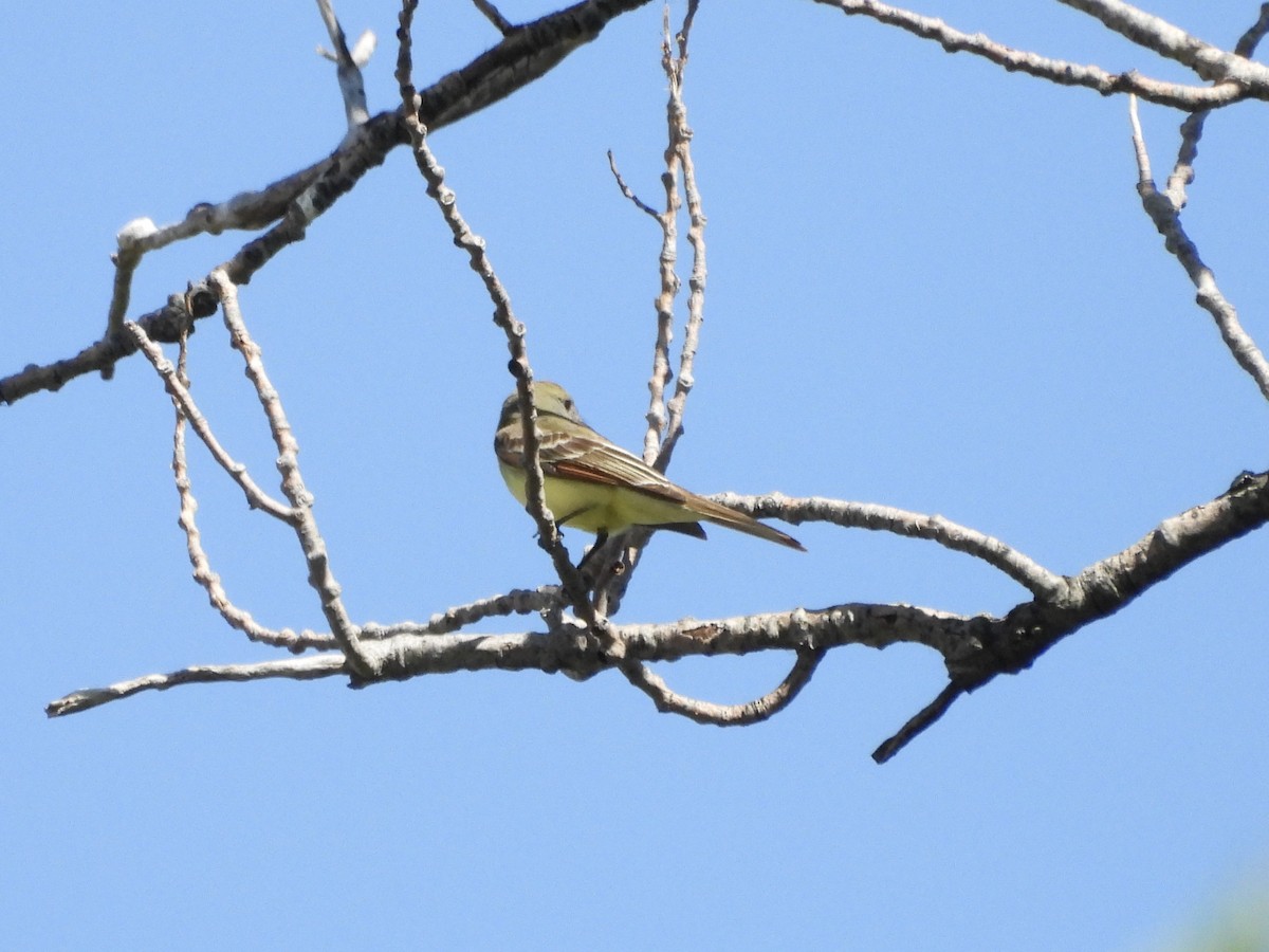 Great Crested Flycatcher - ML618859718
